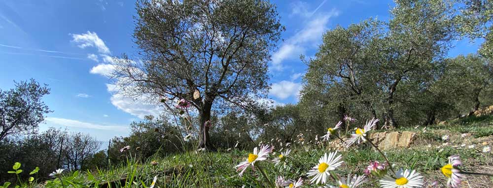 All about olive trees Flowers