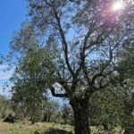 All about olive trees Olive grove