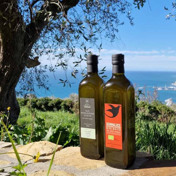 All about olive trees Olive oil