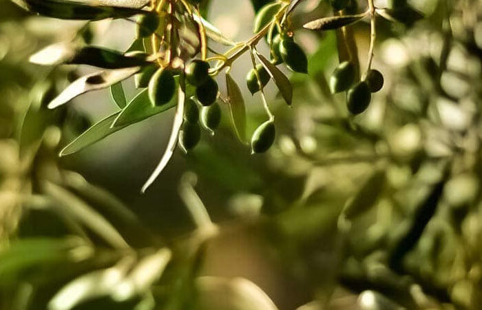 Support Fund for Organic Olive Farmers in Italy