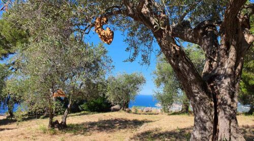 Adopt an olive tree in Italy