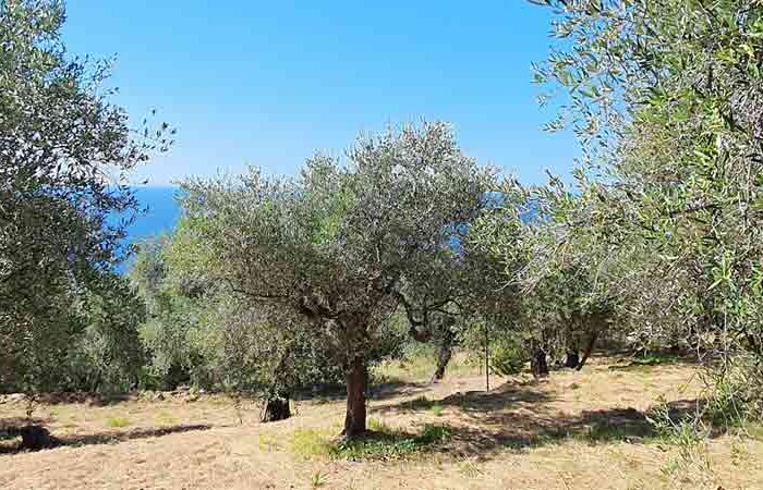 Olive tree pruning