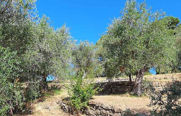 Visit Olive Tree Title