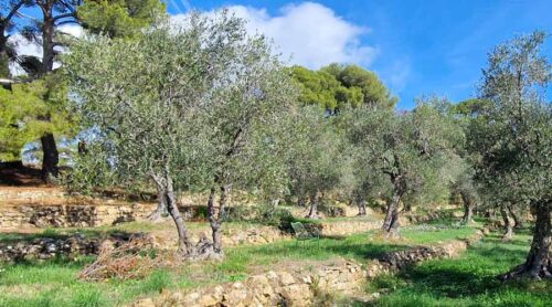 Olive tree sponsorship extension farm