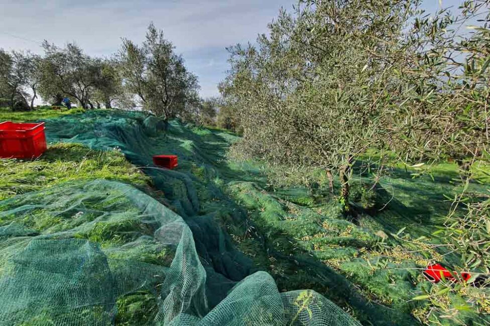 Organische Landwirtschaft in Italien Ernte