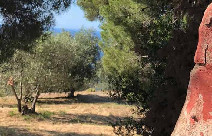 How an olive tree sponsorship works