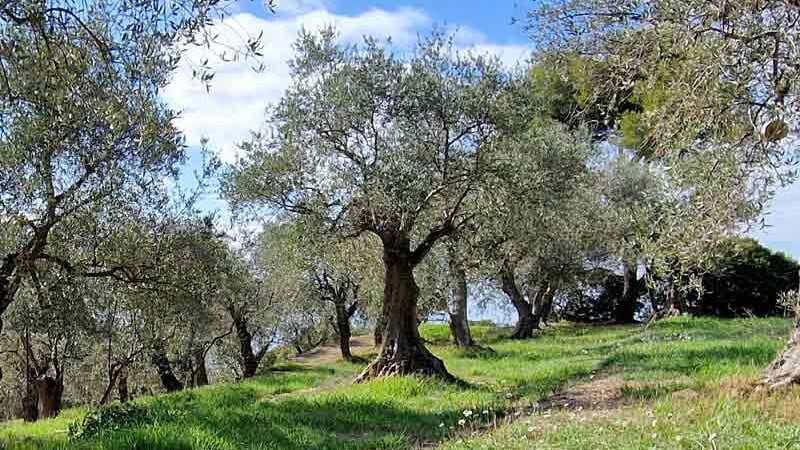 How an olive tree sponsorship works Visit